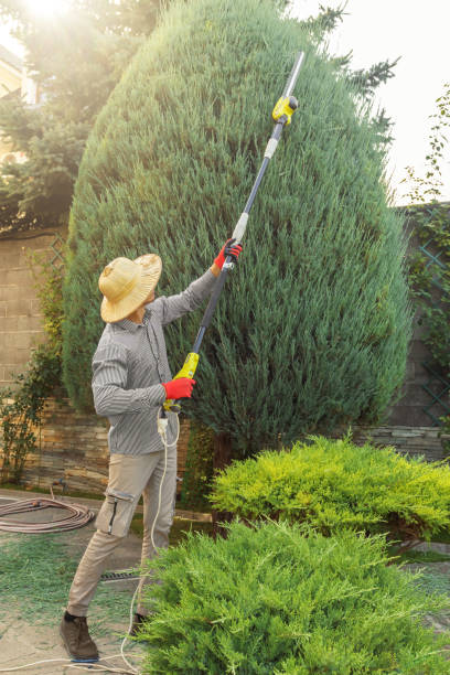 Reliable Ellerslie, GA Tree Care Services Solutions