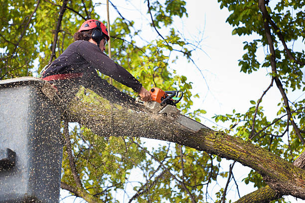 Best Leaf Removal  in Ellerslie, GA